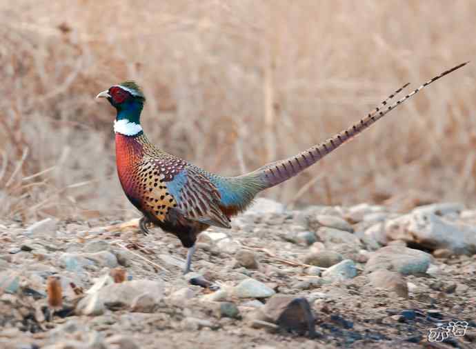 密云水库&nbsp;wbr路&nbsp;wbr大鸨、雉鸡和苍鹭