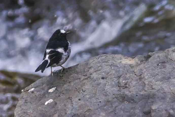 小燕尾（新品）