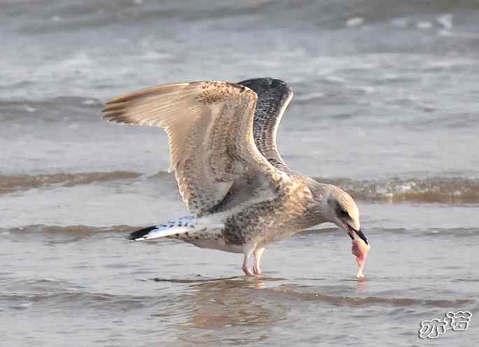 河北乐亭&nbsp;wbr路&nbsp;wbr新进账的鸟儿
