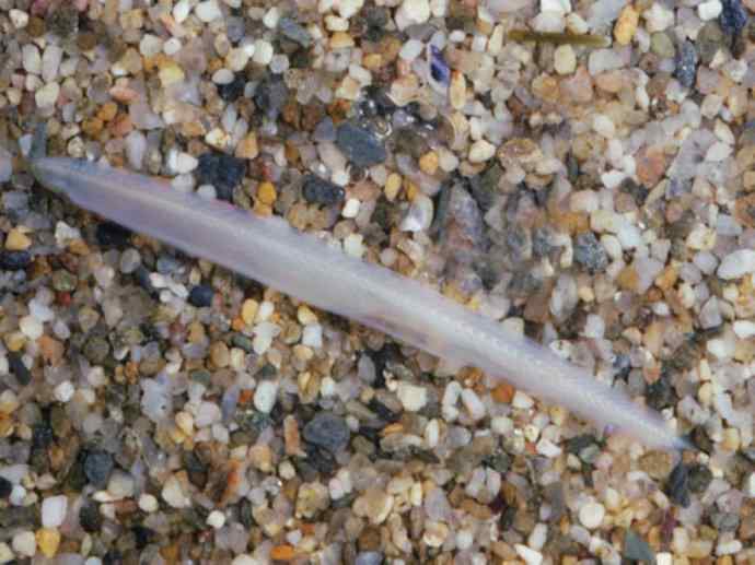 鱼类活化石:盲鳗 鱼类活化石:盲鳗