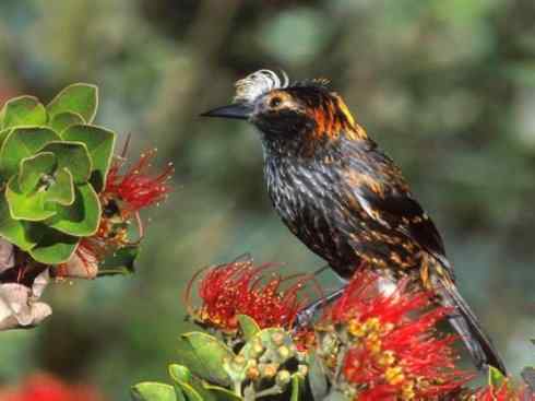 极品红色鸟类：镰嘴管舌鸟