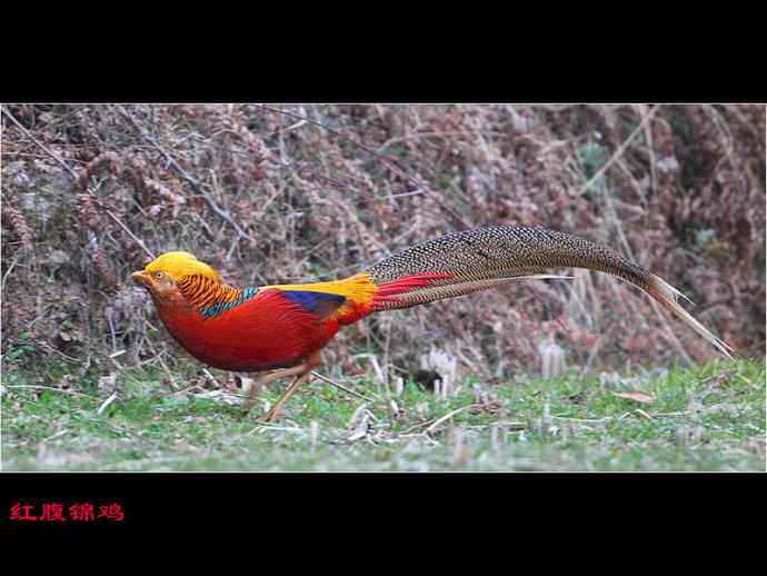 雄雉于秦 wbr下上其音