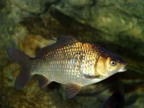 龙：传说的兽原型探秘（鲤鱼）