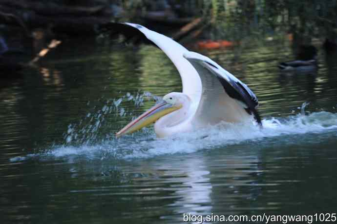 再拍大鹈鹕 wbr9