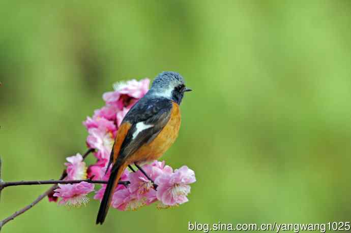 雄性北红尾鸲（25）