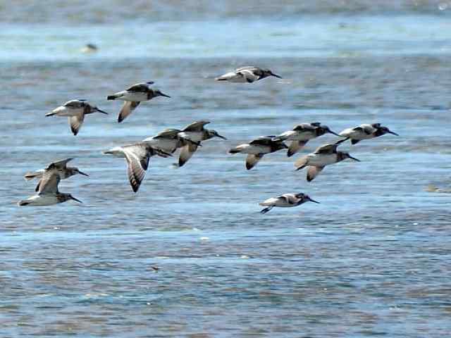 黄金海岸寻鹬 wbr赤土山桥赏鸟