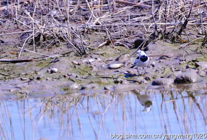 湖畔的白鹡鸰 wbr2