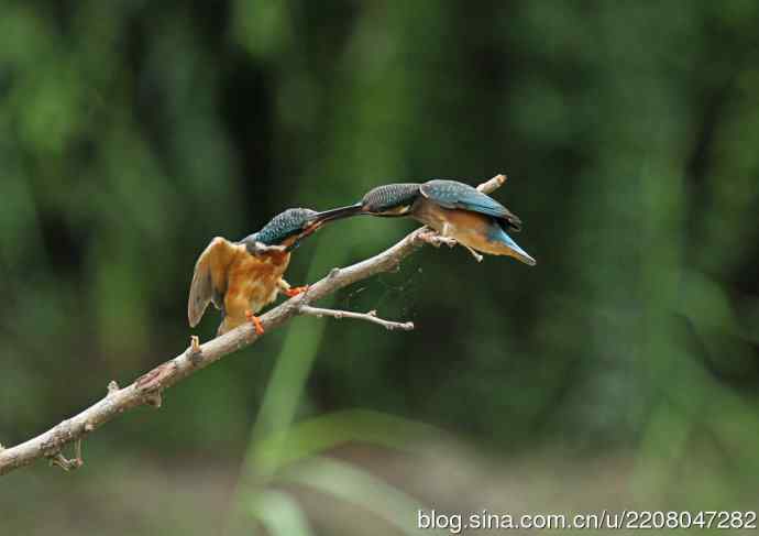 224.可爱小翠---翠鸟之吻