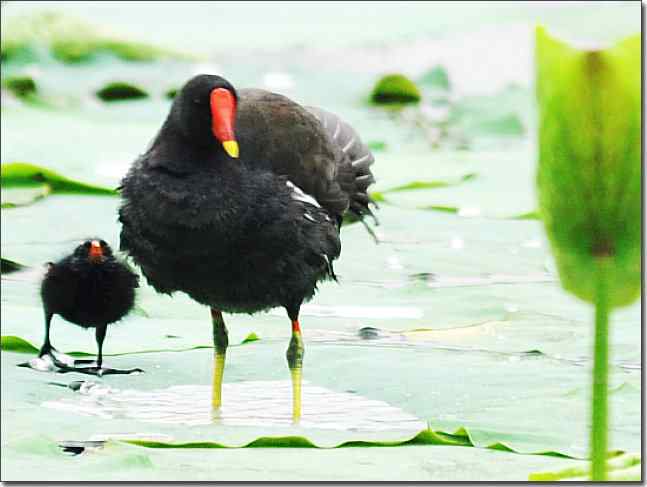 奥体公园观赏黑水鸡