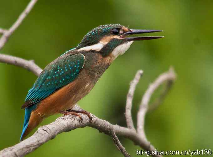 小翠吃虾（组图，16张图片）