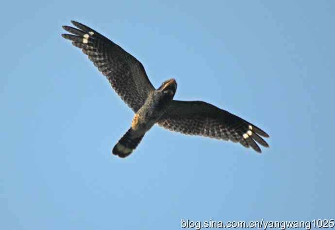 最新记录版（普通夜鹰）