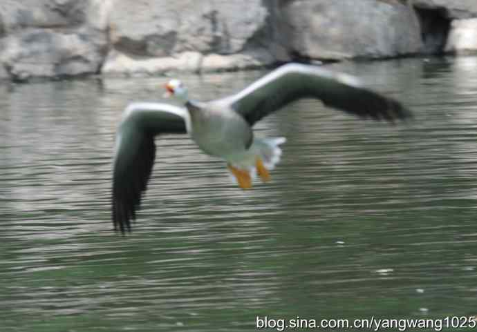 飞（斑头雁、野鸭）