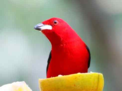 极品红色鸟类：巴西仲嘴雀