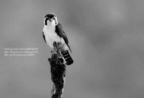 世界上最小的猛禽鈥斺敯淄刃■