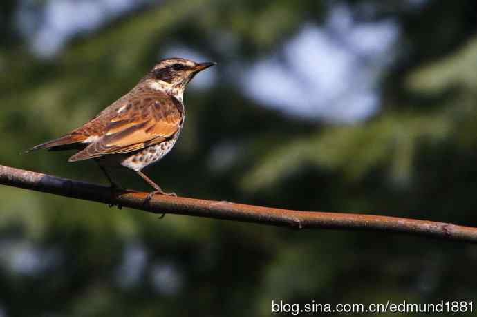 初哥守株待兔之收获