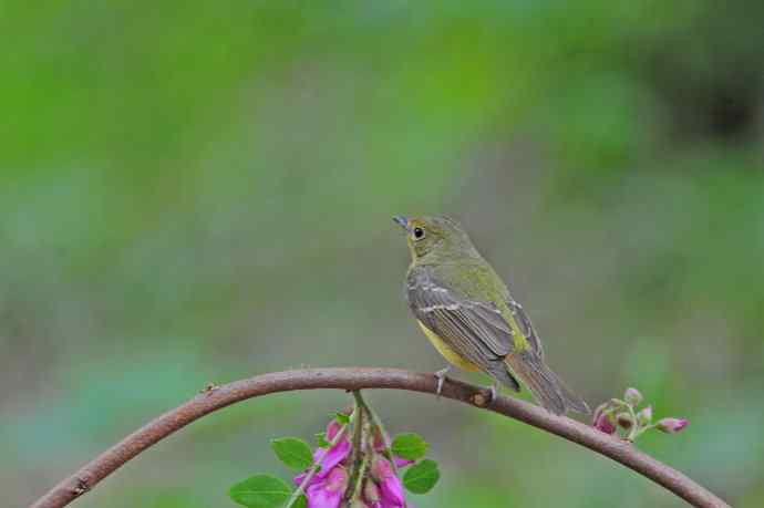雌性绿背姬鶲(12) 雌性绿背姬鶲(12)