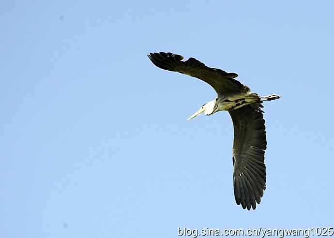 苍鹭 wbr3 苍鹭 wbr3