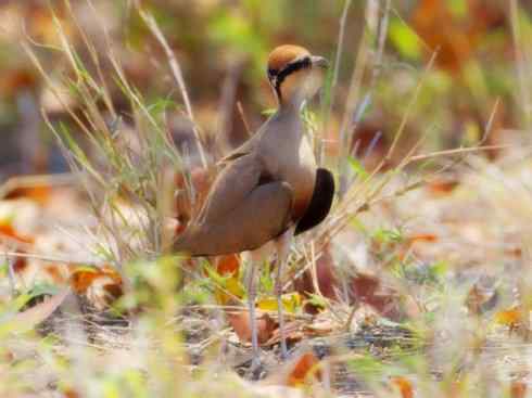 雀鸟也彪悍：与鳄共舞（埃及鸻）