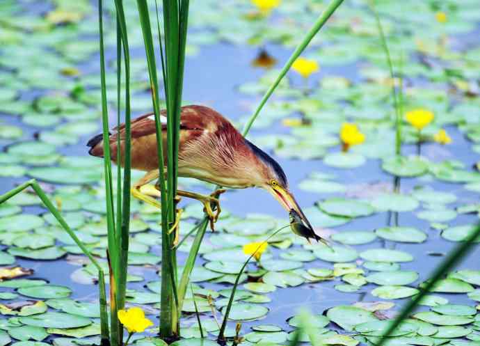 辛勤的收获 辛勤的收获