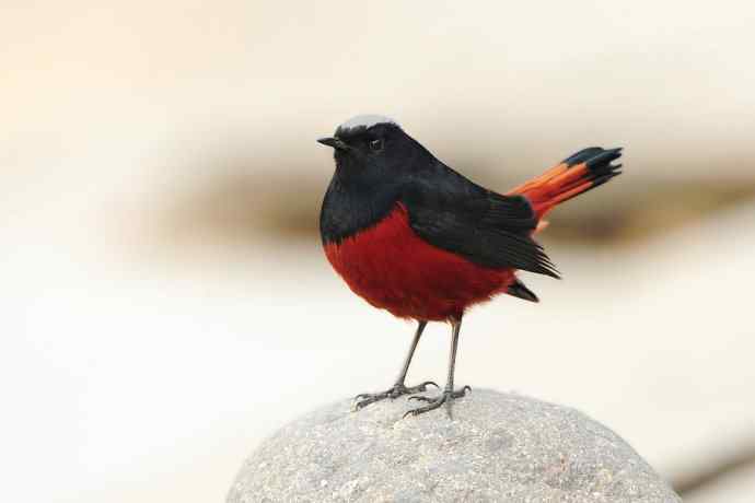 蹊跷鈥斺敯锥ハ洞骰颐倍