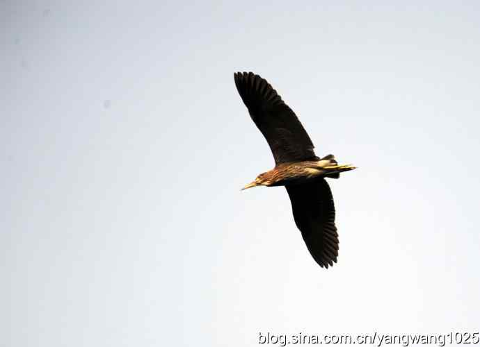 飞(夜鹭)24 飞(夜鹭)24