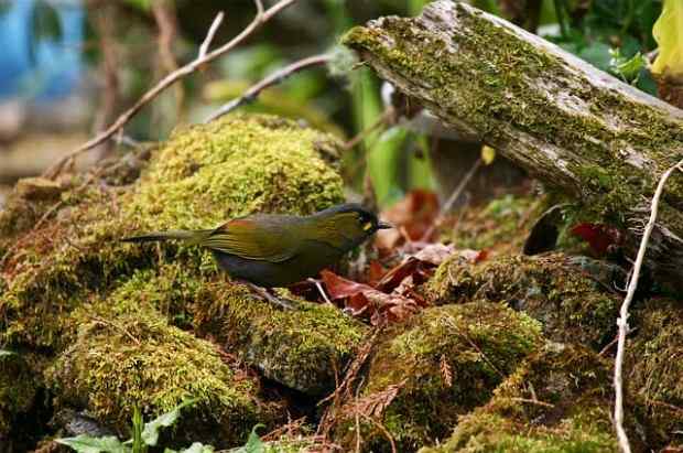 台湾特有鸟类——黄痣薮鹛（黄胸薮鹛）