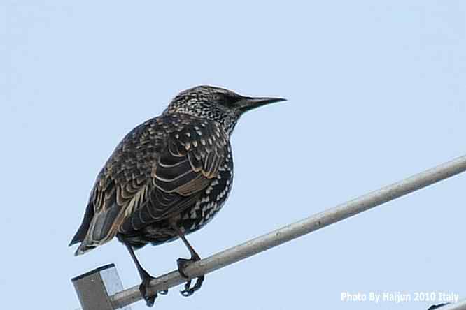 【亚平宁半岛之旅 wbr. wbr鸟鸟猎摄】