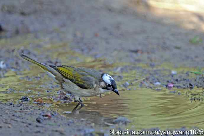 白头鹎（随拍）2