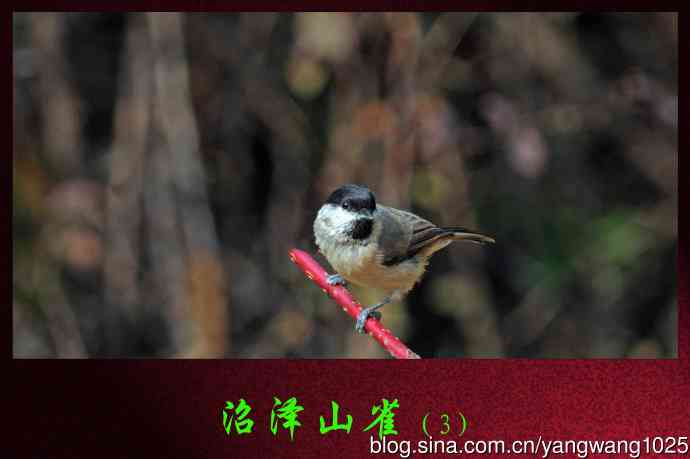 北京天坛公园的鸟类——沼泽山雀（3）