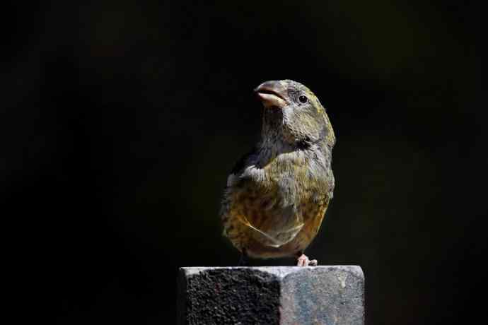 【罕见白翅交嘴雀】