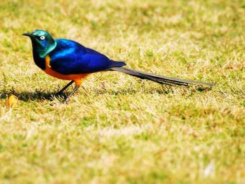 美丽无罪：雀鸟之欣赏2