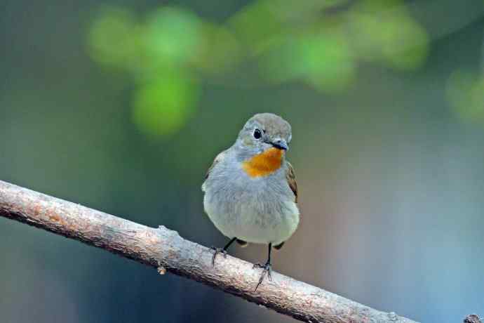 雄性红喉姬鹟（9）
