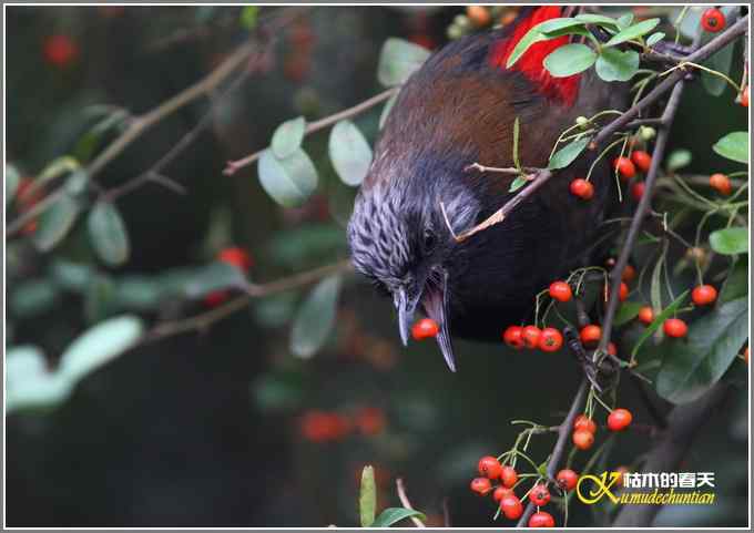 噪鹛系列之四：丽色噪鹛【照片】