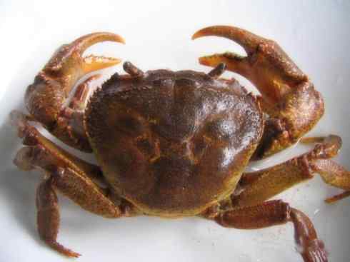 自然奇观:动物大迁徙(红蟹) 自然奇观:动物大迁徙(红蟹)