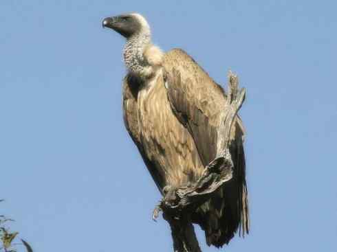 另类鸟类建筑师之一（白鹳、秃鹳）