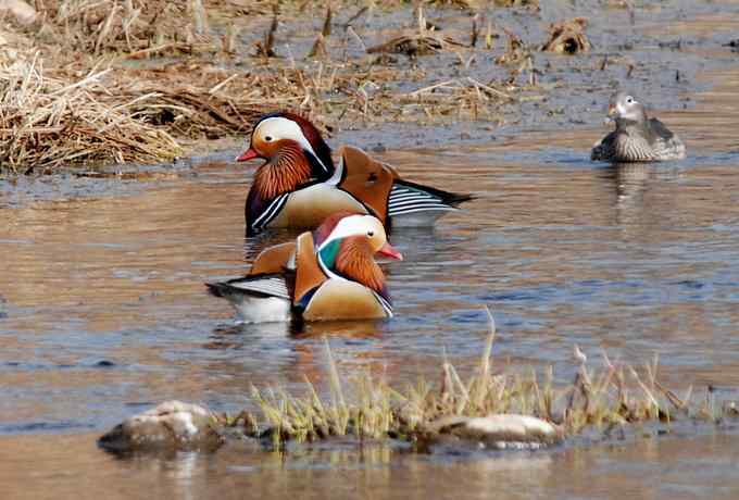 怀沙河鸟调 怀沙河鸟调