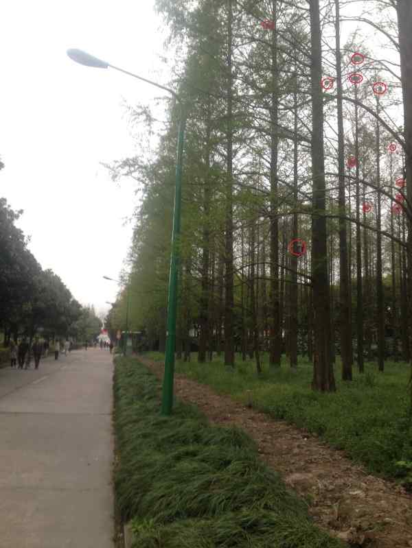 上海交通大学校园捣毁鸟窝事件真相