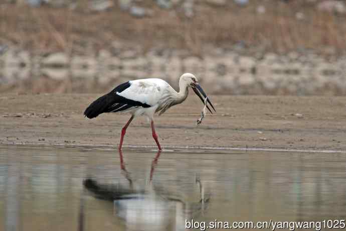 北京南海子公园的鸟类——吃早餐的东方白鹳（1）