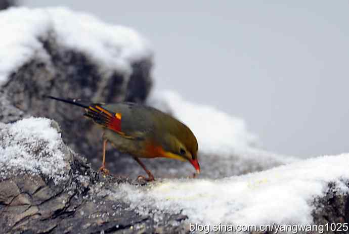 雪中相思鸟 wbr2