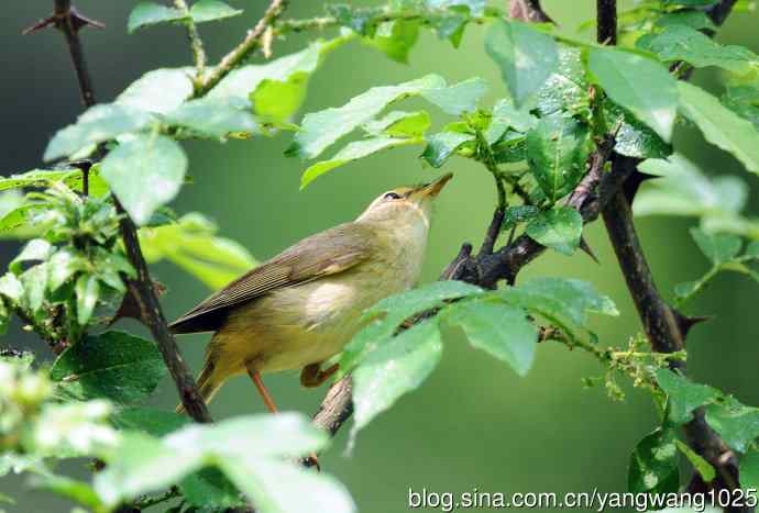 巨嘴柳莺（1）