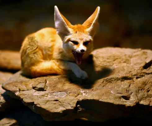 犬科：狐亚科狐属