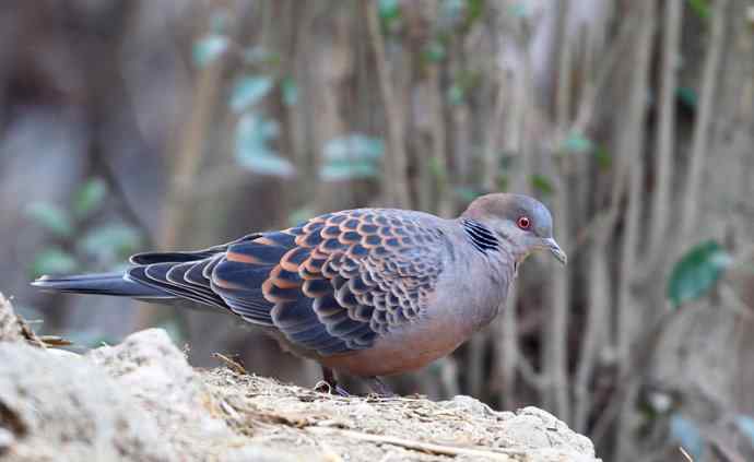 洋县两天观鸟,秦岭如此美妙! 洋县两天观鸟,秦岭如此美妙!