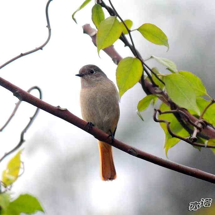 北京西山&nbsp;wbr路&nbsp;wbr北红尾鸲和山噪鹛