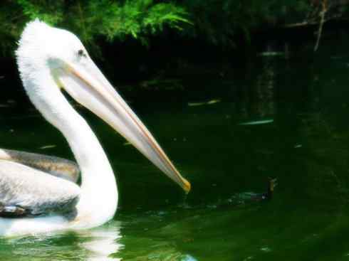 猎奇：奇特的鸟喙之一