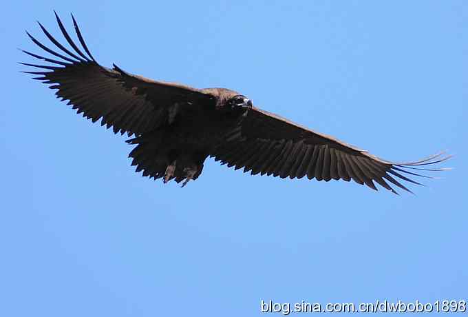走近秃鹫:一段撼人心魄的拍摄经历 走近秃鹫:一段撼人心魄的拍摄经历