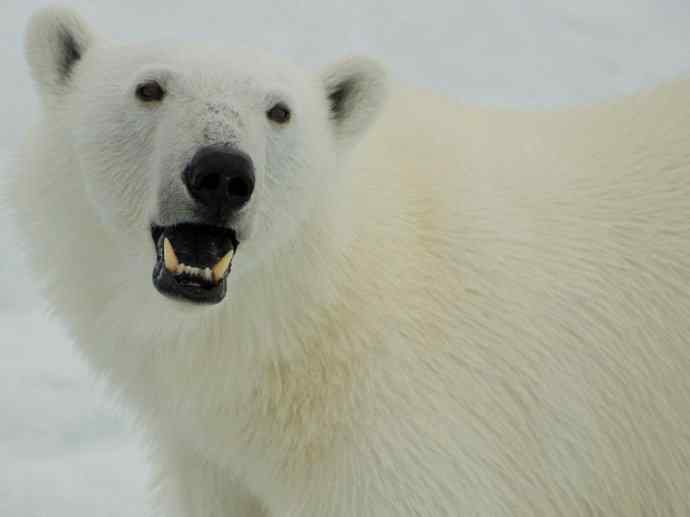 盘点十二大著名食蚁动物:懒熊 盘点十二大著名食蚁动物:懒熊