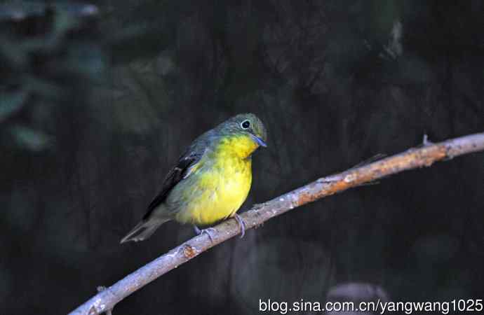 雌性绿背姬鶲（7）