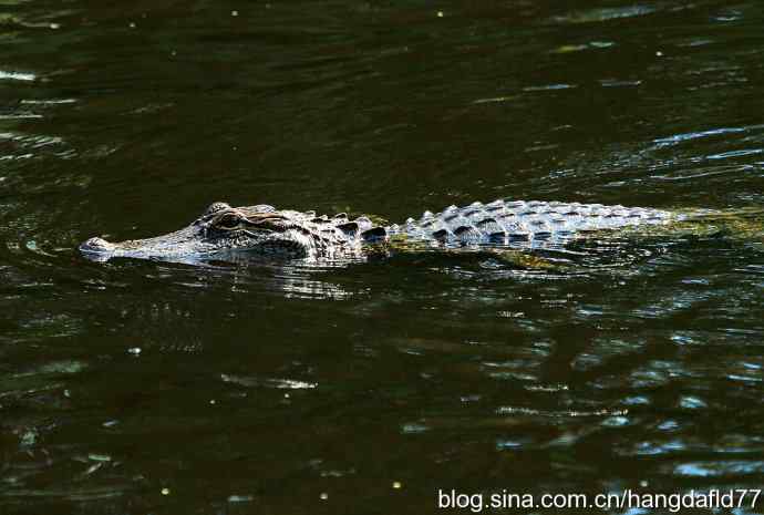 美国短吻鳄 美国短吻鳄