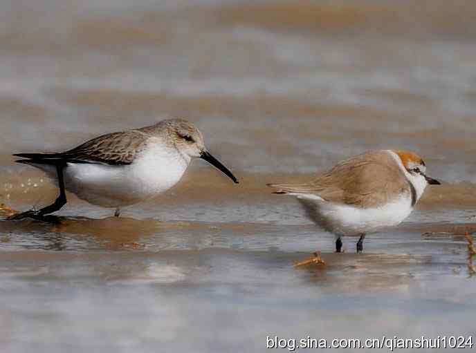 野鸭湖打鸟.弯嘴滨鹬