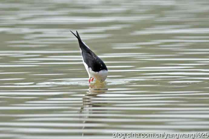 黑翅长脚鹬（6）